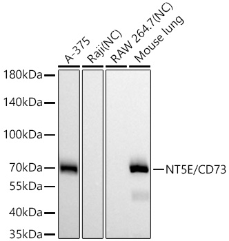 Western blot analysis of various lysates using NT5E/CD73 Rabbit mAb at 1:160000 dilution incubated overnight at 4℃.|Secondary antibody: HRP-conjugated Goat anti-Rabbit IgG (H+L) at 1:10000 dilution.|Lysates/proteins: 25 μg per lane.|Blocking buffer: 3% nonfat dry milk in TBST.|Detection: ECL Basic Kit.|Negative control (NC): Raji, RAW 264.7|Exposure time: 45 s.