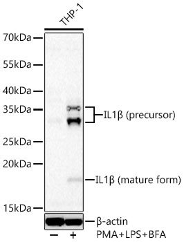Western blot analysis of lysates from THP-1 cells using IL1β Rabbit mAb at 1:1000 dilution incubated overnight at 4℃. THP-1 cells were treated with PMA (80 nM) at 37℃ for overnight and LPS (1 μg/ml) at 37℃ for 6 hours and Brefeldin A for 3 hours of stimulation. | Secondary antibody: HRP-conjugated Goat anti-Rabbit IgG (H+L) at 1:10000 dilution.|Lysates/proteins: 30 μg per lane.| Blocking buffer: 3% nonfat dry milk in TBST.| Detection: ECL Basic Kit.| Exposure time: 90s.