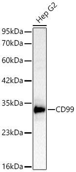 Western blot analysis of lysates from Hep G2 cells using CD99 Rabbit mAb at 1:2000 dilution incubated overnight at 4℃.|Secondary antibody: HRP-conjugated Goat anti-Rabbit IgG (H+L) at 1:10000 dilution.|Lysates/proteins: 25 μg per lane.|Blocking buffer: 3% nonfat dry milk in TBST.|Detection: ECL Basic Kit.|Exposure time: 30s.