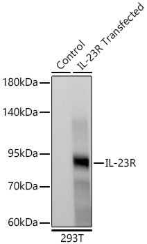 Western blot analysis of lysates from wild type (WT) and 293T cells transfected with IL-23R using IL-23R Rabbit mAb at 1:1000 dilution incubated overnight at 4℃.|Secondary antibody: HRP-conjugated Goat anti-Rabbit IgG (H+L) at 1:10000 dilution.|Lysates/proteins: 20 μg per lane.|Blocking buffer: 3% nonfat dry milk in TBST.|Detection: ECL Basic Kit|.Exposure time: 90s.