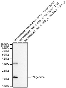 Western blot analysis of Active Recombinant Human IFN-gamma Protein  using IFN-gamma Rabbit mAb at 1:1000 dilution incubated overnight at 4°C.|Secondary antibody: HRP-conjugated Goat anti-Rabbit IgG (H+L) at 1:10000 dilution.|Lysates/proteins: 0.1ng - 10ng per lane.|Blocking buffer: 3% nonfat dry milk in TBST.|Detection: ECL Basic Kit.|Exposure time: 45s.