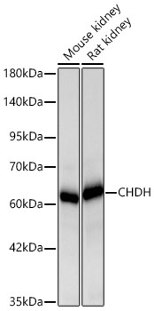 Western blot analysis of various lysates using CHDH Rabbit mAb at 1:1000 dilution incubated overnight at 4℃.|Secondary antibody: HRP-conjugated Goat anti-Rabbit IgG (H+L) at 1:10000 dilution.|Lysates/proteins: 25 μg per lane.|Blocking buffer: 3% nonfat dry milk in TBST.|Detection: ECL Basic Kit.|Exposure time: 10s.