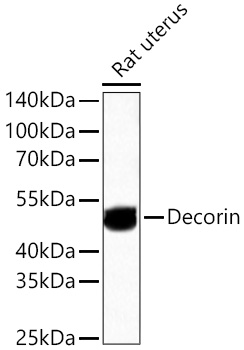 Western blot analysis of lysates from Rat uterus using Decorin Rabbit mAb at 1:1000 dilution incubated overnight at 4℃.|Secondary antibody: HRP-conjugated Goat anti-Rabbit IgG (H+L) at 1:10000 dilution.|Lysates/proteins: 25 μg per lane.|Blocking buffer: 3% nonfat dry milk in TBST.|Detection: ECL Basic Kit.|Exposure time: 90s.