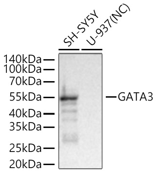 Western blot analysis of various lysates using GATA3 Rabbit mAb at 1:7000 dilution incubated overnight at 4℃.|Secondary antibody: HRP-conjugated Goat anti-Rabbit IgG (H+L) at 1:10000 dilution.|Lysates/proteins: 25 μg per lane.|Blocking buffer: 3% nonfat dry milk in TBST.|Detection: ECL Basic Kit.|Negative control (NC): U-937|Exposure time: 1s.