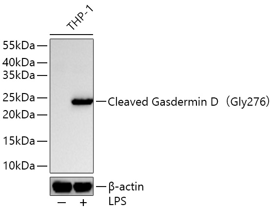 Western blot analysis of lysates from THP-1 cells using Cleaved Gasdermin D（Gly276） Rabbit mAb at 1:1000 dilution incubated overnight at 4℃. THP-1 cells were treated by LPS (1 μg/ml) at 37℃ for 8 hours.|Secondary antibody: HRP-conjugated Goat anti-Rabbit IgG (H+L) at 1:10000 dilution.|Lysates/proteins: 30 μg per lane.| Blocking buffer: 3 % nonfat dry milk in TBST.| Detection: ECL Basic Kit.| Exposure time: 45s.