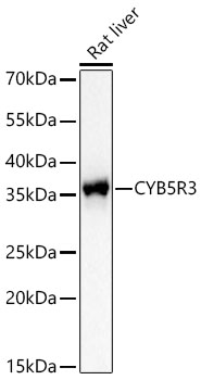 Western blot analysis of lysates from Rat liver using [KD Validated] CYB5R3 Rabbit mAb at 1:2200 dilution incubated overnight at 4℃.|Secondary antibody: HRP-conjugated Goat anti-Rabbit IgG (H+L) at 1:10000 dilution.|Lysates/proteins: 25 μg per lane.|Blocking buffer: 3% nonfat dry milk in TBST.|Detection: ECL Basic Kit.|Exposure time: 8s.
