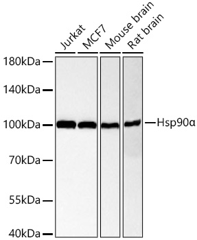 Western blot analysis of various lysates using [KO Validated] Hsp90α Rabbit mAb at 1:5000 dilution incubated overnight at 4℃.|Secondary antibody: HRP-conjugated Goat anti-Rabbit IgG (H+L) at 1:10000 dilution.|Lysates/proteins: 25 μg per lane.|Blocking buffer: 3% nonfat dry milk in TBST.|Detection: ECL Basic Kit.|Exposure time: 30s.
