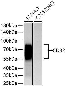 Western blot analysis of various lysates using CD32 Rabbit mAb at 1:5000 dilution incubated overnight at 4℃.|Secondary antibody: HRP-conjugated Goat anti-Rabbit IgG (H+L) at 1:10000 dilution.|Lysates/proteins: 25 μg per lane.|Blocking buffer: 3% nonfat dry milk in TBST.|Detection: ECL Basic Kit.|Negative control (NC): C2C12.|Exposure time: 45 s.
