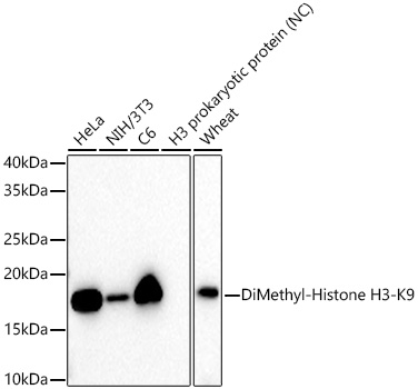 Western blot analysis of various lysates using DiMethyl-Histone H3-K9 Rabbit mAb at 1:1000 dilution incubated overnight at 4℃.|Secondary antibody: HRP-conjugated Goat anti-Rabbit IgG (H+L) at 1:10000 dilution.|Lysates/proteins: 25 μg per lane.|Blocking buffer: 3% nonfat dry milk in TBST.|Detection: ECL Basic Kit.|Negative control (NC): H3 prokaryotic protein|Exposure time: 30s.