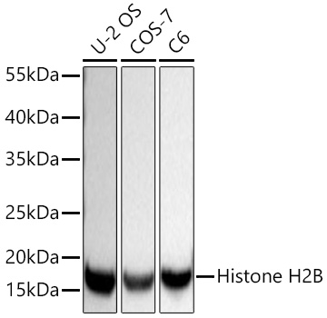 Western blot analysis of various lysates using Histone H2B Rabbit mAb at 1:7000 dilution incubated at room temperature for 1.5 hours.|Secondary antibody: HRP-conjugated Goat anti-Rabbit IgG (H+L) at 1:10000 dilution.|Lysates/proteins: 25 μg per lane.|Blocking buffer: 3% nonfat dry milk in TBST.|Detection: ECL Basic Kit.|Exposure time: 5s.