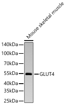 Western blot analysis of lysates from Mouse skeletal muscle using GLUT4 Rabbit mAb at 1:1000 dilution incubated overnight at 4℃.|Secondary antibody: HRP-conjugated Goat anti-Rabbit IgG (H+L) at 1:10000 dilution.|Lysates/proteins: 25 μg per lane.|Blocking buffer: 3% nonfat dry milk in TBST.|Detection: ECL Basic Kit.|Exposure time: 45s.