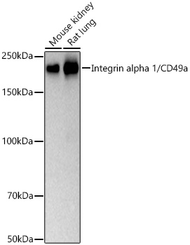 Western blot analysis of various lysates using Integrin alpha 1/CD49a Rabbit mAb at 1:5000 dilution incubated overnight at 4℃.|Secondary antibody: HRP-conjugated Goat anti-Rabbit IgG (H+L) at 1:10000 dilution.|Lysates/proteins: 25 μg per lane.|Blocking buffer: 3% nonfat dry milk in TBST.|Detection: ECL Basic Kit.|Exposure time: 20 s.