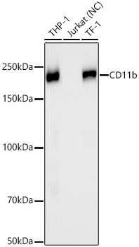 Western blot analysis of various lysates using CD11b Rabbit mAbat 1:1000 dilution incubated overnight at 4℃.|Secondary antibody: HRP-conjugated Goat anti-Rabbit IgG (H+L) at 1:10000 dilution.|Lysates/proteins: 25 μg per lane.|Blocking buffer: 3% nonfat dry milk in TBST.|Detection: ECL Basic Kit.|Negative control (NC): Jurkat|Exposure time: 30s.