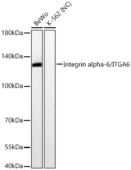 Western blot analysis of various lysates using Integrin alpha-6/ITGA6 Rabbit mAbat 1:5000 dilution incubated overnight at 4℃.|Secondary antibody: HRP-conjugated Goat anti-Rabbit IgG (H+L) at 1:10000 dilution.|Lysates/proteins: 25 μg per lane.|Blocking buffer: 3% nonfat dry milk in TBST.|Detection: ECL Basic Kit.|Negative control (NC): K-562|Exposure time: 30s.