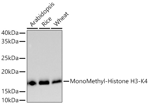 Western blot analysis of various lysates using MonoMethyl-Histone H3-K4 Rabbit mAb at 1:5000 dilution incubated overnight at 4℃.|Secondary antibody: HRP-conjugated Goat anti-Rabbit IgG (H+L) at 1:10000 dilution.|Lysates/proteins: 25 μg per lane.|Blocking buffer: 3% nonfat dry milk in TBST.|Detection: ECL Basic Kit.|Exposure time: 90 s.