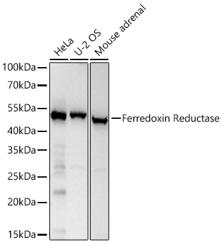 Western blot analysis of various lysates using Ferredoxin Reductase Rabbit mAb at 1:5000 dilution incubated overnight at 4℃.|Secondary antibody: HRP-conjugated Goat anti-Rabbit IgG (H+L) at 1:10000 dilution.|Lysates/proteins: 25 μg per lane.|Blocking buffer: 3% nonfat dry milk in TBST.|Detection: ECL Basic Kit.|Exposure time: 10s.