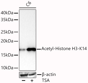 Western blot analysis of lysates from C6 cells using Acetyl-Histone H3-K14 Rabbit mAb at 1:11000 dilution incubated overnight at 4℃. C6 cells were treated with TSA (1 μM) at 37℃ for 18 hours.|Secondary antibody: HRP-conjugated Goat anti-Rabbit IgG (H+L) at 1:10000 dilution.|Lysates/proteins: 30 μg per lane.| Blocking buffer: 3% nonfat dry milk in TBST.| Detection: ECL Basic Kit.| Exposure time: 45s.