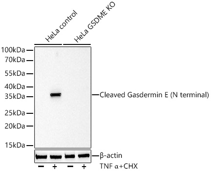 Western blot analysis of lysates from wild type (WT) and Gasdermin E (N terminal) knockout (KO) HeLa cells using [KO Validated] Cleaved Gasdermin E (N terminal) Rabbit mAb at 1:2000  dilution incubated at room temperature for 1.5 hours. Wild type (WT) and GSDME knockout (KO) HeLa cells were treated with TNF-α (50ng/mL) and CHX (10μg/mL) at 37℃ for 6 hours.|Secondary antibody: HRP-conjugated Goat anti-Rabbit IgG (H+L) at 1:10000 dilution.|Lysates/proteins: 30 μg per lane.|Blocking buffer: 3% nonfat dry milk in TBST.|Detection: ECL Basic Kit.|Exposure time: 90s.|WB samples for antibody validation are kindly provided by Dr. Feng Shao, NIBS