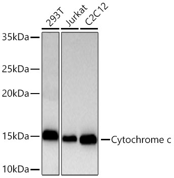 Western blot analysis of various lysates using Cytochrome c Rabbit mAb at 1:12000 dilution incubated overnight at 4℃.|Secondary antibody: HRP-conjugated Goat anti-Rabbit IgG (H+L) at 1:10000 dilution.|Lysates/proteins: 25 μg per lane.|Blocking buffer: 3% nonfat dry milk in TBST.|Detection: ECL Basic Kit.|Exposure time: 20s.