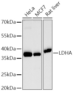 Western blot analysis of various lysates using [KD Validated] LDHA Rabbit mAb at 1:5000 dilution incubated overnight at 4℃.|Secondary antibody: HRP-conjugated Goat anti-Rabbit IgG (H+L) at 1:10000 dilution.|Lysates/proteins: 25 μg per lane.|Blocking buffer: 3% nonfat dry milk in TBST.|Detection: ECL Basic Kit.|Exposure time: 90s.