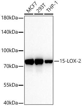 Western blot analysis of various lysates using 15-LOX-2 Rabbit mAb at 1:15000 dilution incubated overnight at 4℃.|Secondary antibody: HRP-conjugated Goat anti-Rabbit IgG (H+L) at 1:10000 dilution.|Lysates/proteins: 25 μg per lane.|Blocking buffer: 3% nonfat dry milk in TBST.|Detection: ECL Basic Kit.|Exposure time: 30s.