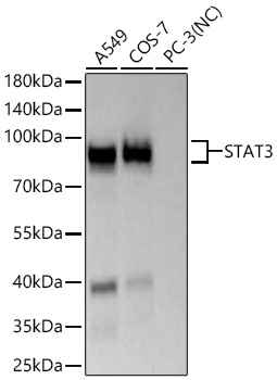 Western blot analysis of various lysates using STAT3 Rabbit mAb at 1:18000 dilution incubated at room temperature for 1.5 hours.|Secondary antibody: HRP-conjugated Goat anti-Rabbit IgG (H+L) at 1:10000 dilution.|Lysates/proteins: 25 μg per lane.|Blocking buffer: 3% nonfat dry milk in TBST.|Detection: ECL Basic Kit.|Negative control (NC): PC-3|Exposure time: 45s.