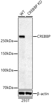 Western blot analysis of lysates from wild type (WT) and CREBBP knockdown (KD) 293T cells using [KD Validated] CREBBP Rabbit mAb at 1:5000 dilution incubated overnight at 4℃.|Secondary antibody: HRP-conjugated Goat anti-Rabbit IgG (H+L) at 1:10000 dilution.|Lysates/proteins: 25 μg per lane.|Blocking buffer: 3% nonfat dry milk in TBST.|Detection: ECL Basic Kit.|Exposure time: 45s.