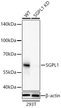 Western blot analysis of lysates from wild type (WT) and SGPL1 knockout (KD) 293T cells using [KD Validated] SGPL1 Rabbit mAb at 1:15000 dilution incubated overnight at 4℃.|Secondary antibody: HRP-conjugated Goat anti-Rabbit IgG (H+L) at 1:10000 dilution.|Lysates/proteins: 25 μg per lane.|Blocking buffer: 3% nonfat dry milk in TBST.|Detection: ECL Basic Kit.|Exposure time: 45s.