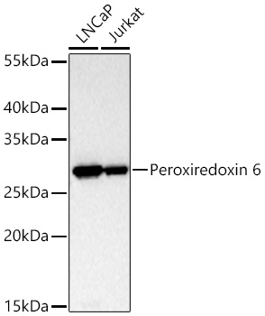 Western blot analysis of various lysates using [KD Validated] Peroxiredoxin 6 Rabbit mAb at 1:12000 dilution incubated overnight at 4℃.|Secondary antibody: HRP-conjugated Goat anti-Rabbit IgG (H+L) at 1:10000 dilution.|Lysates/proteins: 25 μg per lane.|Blocking buffer: 3% nonfat dry milk in TBST.|Detection: ECL Basic Kit.|Exposure time: 10s.