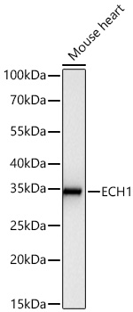 Western blot analysis of lysates from Mouse heart using [KD Validated] ECH1 Rabbit mAb at 1:12000 dilution incubated overnight at 4℃.|Secondary antibody: HRP-conjugated Goat anti-Rabbit IgG (H+L) at 1:10000 dilution.|Lysates/proteins: 25 μg per lane.|Blocking buffer: 3% nonfat dry milk in TBST.|Detection: ECL Basic Kit.|Exposure time: 10s.