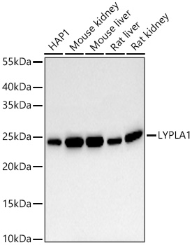 Western blot analysis of various lysates using LYPLA1 Rabbit mAb at 1:10000 dilution incubated overnight at 4℃.|Secondary antibody: HRP-conjugated Goat anti-Rabbit IgG (H+L) at 1:10000 dilution.|Lysates/proteins: 25 μg per lane.|Blocking buffer: 3% nonfat dry milk in TBST.|Detection: ECL Basic Kit.|Exposure time: 10s.
