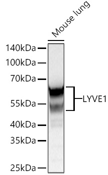 Western blot analysis of lysates from Mouse lung using LYVE1 Rabbit mAb at 1:13000 dilution incubated overnight at 4℃.|Secondary antibody: HRP-conjugated Goat anti-Rabbit IgG (H+L) at 1:10000 dilution.|Lysates/proteins: 25 μg per lane.|Blocking buffer: 3% nonfat dry milk in TBST.|Detection: ECL Basic Kit.|Exposure time: 10s.