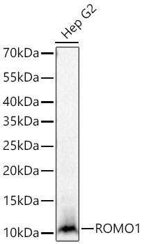 Western blot analysis of lysates from Hep G2 cells using [KD Validated] ROMO1 Rabbit mAb at 1:14000 dilution incubated at room temperature for 1.5 hours.|Secondary antibody: HRP-conjugated Goat anti-Rabbit IgG (H+L) at 1:10000 dilution.|Lysates/proteins: 25 μg per lane.|Blocking buffer: 3% nonfat dry milk in TBST.|Detection: ECL Basic Kit.|Exposure time: 10s.