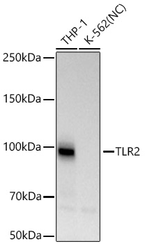 Western blot analysis of various lysates using TLR2 Rabbit mAb at 1:7000 dilution incubated overnight at 4℃.|Secondary antibody: HRP-conjugated Goat anti-Rabbit IgG (H+L) at 1:10000 dilution.|Lysates/proteins: 25 μg per lane.|Blocking buffer: 3% nonfat dry milk in TBST.|Detection: ECL Basic Kit.|Negative control (NC): K-562|Exposure time: 45s.