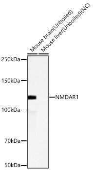 Western blot analysis of various lysates using NMDAR1 Rabbit mAb at 1:10000 dilution incubated overnight at 4℃.|Secondary antibody: HRP-conjugated Goat anti-Rabbit IgG (H+L) at 1:10000 dilution.|Lysates/proteins: 25 μg per lane.|Blocking buffer: 3% nonfat dry milk in TBST.|Detection: ECL Basic Kit.|Negative control (NC): Mouse liver|Exposure time: 10s.
