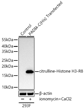 Western blot analysis of lysates from wild type (WT) and 293F cells transfected with PADI4 using Citrulline-Histone H3-R8 Rabbit mAb at 1:5000 dilution incubated at room temperature for 1.5 hours. 293F cells transfected with PADI4 were treated by CaCl2 (10 mM) and Ionomycin (10 μM) at 37℃ for 4 hours after serum-starvation overnight.|Secondary antibody: HRP-conjugated Goat anti-Rabbit IgG (H+L) at 1:10000 dilution.|Lysates/proteins: 30 μg per lane.| Blocking buffer: 3% nonfat dry milk in TBST.| Detection: ECL Basic Kit.| Exposure time: 5s.