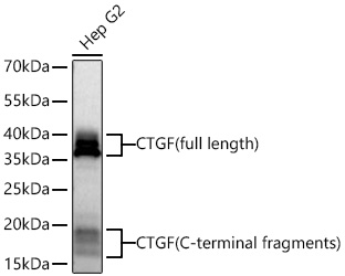 Western blot analysis of lysates from Hep G2 cells using CTGF Rabbit mAb at 1:5000 dilution incubated overnight at 4℃.|Secondary antibody: HRP-conjugated Goat anti-Rabbit IgG (H+L) at 1:10000 dilution.|Lysates/proteins: 25 μg per lane.|Blocking buffer: 3% nonfat dry milk in TBST.|Detection: ECL Basic Kit.|Exposure time: 45s.