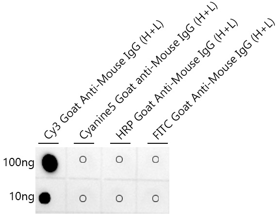 Dot-blot analysis of all sorts of compounds using Cy3 Rabbit mAb at 1:1000 dilution.