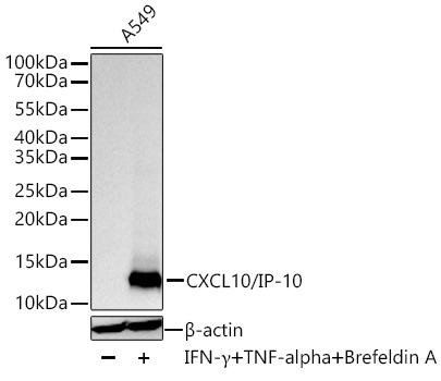 Western blot analysis of lysates from A549 cells using CXCL10/IP-10 Rabbit mAb at 1:9000 dilution incubated overnight at 4℃. A549 cells were treated with TNF-α (20ng/mL) for 6 hours, Brefeldin A (300ng/mL) for 3 hours and IFN-γ (50ng/mL) for 8 hours of stimulation.|Secondary antibody: HRP-conjugated Goat anti-Rabbit IgG (H+L) at 1:10000 dilution.|Lysates/proteins: 30 μg per lane.| Blocking buffer: 3% nonfat dry milk in TBST.| Detection: ECL Basic Kit.| Exposure time: 5s.