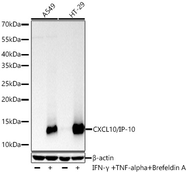 Western blot analysis of various lysates using CXCL10/IP-10 Rabbit mAb at 1:10000 dilution incubated overnight at 4℃. A549 cells and HT-29 cells were treated with TNF-α (20ng/mL) for 6 hours, Brefeldin A (300ng/mL) for 3 hours and IFN-γ (50ng/mL) for 8 hours.|Secondary antibody: HRP-conjugated Goat anti-Rabbit IgG (H+L) at 1:10000 dilution.|Lysates/proteins: 30 μg per lane.|Blocking buffer: 3% nonfat dry milk in TBST.|Detection: ECL Basic Kit.|Exposure time: 5s.