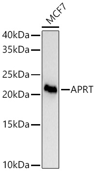 Western blot analysis of lysates from MCF7 cells using [KD Validated] APRT Rabbit mAb at 1:11000 dilution incubated overnight at 4℃.|Secondary antibody: HRP-conjugated Goat anti-Rabbit IgG (H+L) at 1:10000 dilution.|Lysates/proteins: 25 μg per lane.|Blocking buffer: 3% nonfat dry milk in TBST.|Detection: ECL Basic Kit.|Exposure time: 0.5s.