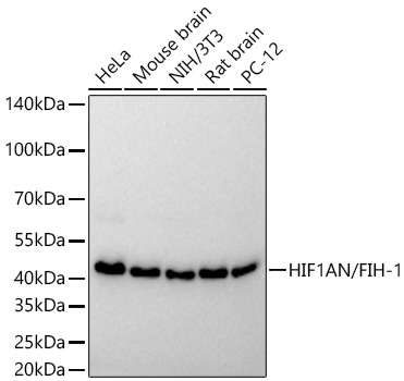 Western blot analysis of various lysates using [KO Validated] HIF1AN/FIH-1 Rabbit mAb at 1:16000 dilution incubated overnight at 4℃.|Secondary antibody: HRP-conjugated Goat anti-Rabbit IgG (H+L) at 1:10000 dilution.|Lysates/proteins: 25 μg per lane.|Blocking buffer: 3% nonfat dry milk in TBST.|Detection: ECL Basic Kit.|Exposure time: 45s.