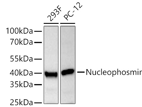 Western blot analysis of various lysates using Nucleophosmin Rabbit mAb at 1:13000 dilution incubated at room temperature for 1.5 hours.|Secondary antibody: HRP-conjugated Goat anti-Rabbit IgG (H+L) at 1:10000 dilution.|Lysates/proteins: 25 μg per lane.|Blocking buffer: 3% nonfat dry milk in TBST.|Detection: ECL Basic Kit.|Exposure time: 10s.