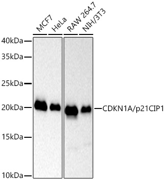 Western blot analysis of various lysates using [KO Validated] CDKN1A/p21CIP1 Rabbit mAb at 1:5000 dilution incubated at room temperature for 1.5 hours.|Secondary antibody: HRP-conjugated Goat anti-Rabbit IgG (H+L) at 1:10000 dilution.|Lysates/proteins: 25 μg per lane.|Blocking buffer: 3% nonfat dry milk in TBST.|Detection: ECL Basic Kit.|Exposure time: 90s.