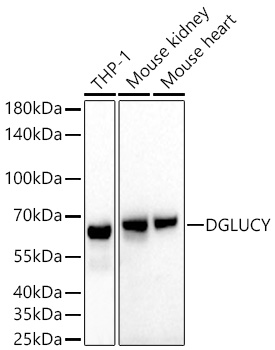 Western blot analysis of various lysates using DGLUCY Rabbit mAb at 1:13000 dilution incubated at room temperature for 1.5 hours.|Secondary antibody: HRP-conjugated Goat anti-Rabbit IgG (H+L) at 1:10000 dilution.|Lysates/proteins: 25 μg per lane.|Blocking buffer: 3% nonfat dry milk in TBST.|Detection: ECL Basic Kit.|Exposure time: 45s.