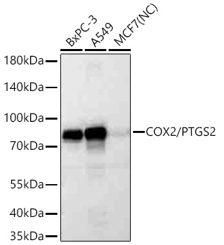 Western blot analysis of various lysates using COX2/PTGS2 Rabbit mAb at 1:5000 dilution incubated overnight at 4℃.|Secondary antibody: HRP-conjugated Goat anti-Rabbit IgG (H+L) at 1:10000 dilution.|Lysates/proteins: 25 μg per lane.|Blocking buffer: 3% nonfat dry milk in TBST.|Detection: ECL Basic Kit.|Negative control (NC): MCF7|Exposure time: 20s.