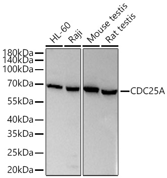 Western blot analysis of various lysates using CDC25A Rabbit mAb at 1:7000 dilution incubated at room temperature for 1.5 hours.|Secondary antibody: HRP-conjugated Goat anti-Rabbit IgG (H+L) at 1:10000 dilution.|Lysates/proteins: 25 μg per lane.|Blocking buffer: 3% nonfat dry milk in TBST.|Detection: ECL Basic Kit.|Exposure time: 10s.