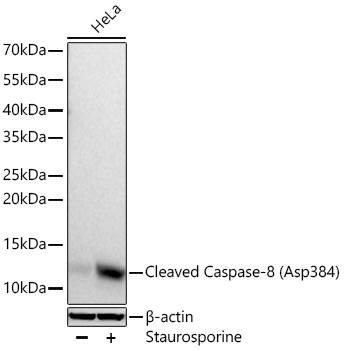 Western blot analysis of lysates from HeLa cells using Cleaved Caspase-8 Rabbit mAb at 1:5000 dilution incubated overnight at 4℃. HeLa cells were treated by Staurosporine(1 μM) at room temperature for 3 hours.|Secondary antibody: HRP-conjugated Goat anti-Rabbit IgG (H+L) at 1:10000 dilution.|Lysates/proteins: 30 μg per lane.| Blocking buffer: 3% nonfat dry milk in TBST.| Detection: ECL Enhanced Kit.| Exposure time: 45s.