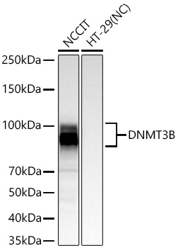 Western blot analysis of various lysates using DNMT3B Rabbit mAb at 1:6000 dilution incubated overnight at 4℃.|Secondary antibody: HRP-conjugated Goat anti-Rabbit IgG (H+L) at 1:10000 dilution.|Lysates/proteins: 25 μg per lane.|Blocking buffer: 3% nonfat dry milk in TBST.|Detection: ECL Basic Kit.|Negative control (NC): HT-29|Exposure time: 20s.