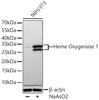 Western blot analysis of lysates from NIH/3T3 cells using Heme Oxygenase 1 Rabbit mAb at 1:5000 dilution incubated overnight at 4℃. NIH/3T3 cells were treated with NaAsO2 (50 μM) for 8 hour.|Secondary antibody: HRP-conjugated Goat anti-Rabbit IgG (H+L) at 1:10000 dilution.|Lysates/proteins: 30 μg per lane.| Blocking buffer: 3 % nonfat dry milk in TBST.| Detection: ECL Basic Kit.| Exposure time: 1s.